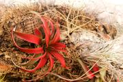 Red air plant
