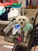 Harlee likes shopping - Photo by Marianne Hinkle