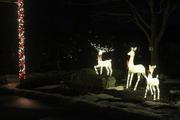 Reindeer light up the night