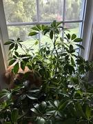 Sybil Macgill's plant in the window photo.