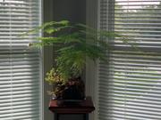Barbara Mancini's plant in window photo number 1.