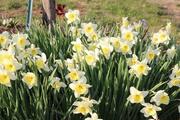 Daffodil man 2 5