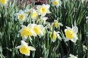 Daffodil man 7