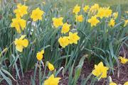Daffodil man 8