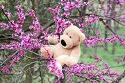 Sunnybear says bears don't climb trees.  Well, I'm a bear, and I do!