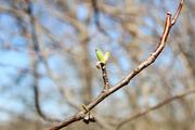 Tree buds that will soon be leaves