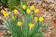 Delight mini daffodils