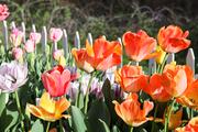 The many colors of tulips