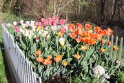 One side of the bed of tulips