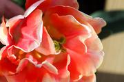 Orange Princess (Peony Tulip) orange/azalea-pink 14-16" Late
